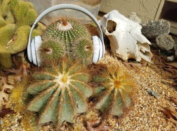 Ann Richardson Award Winning Audiobook Narrator Cactus Earphones Ann Richardson Award Winning Audiobook Narrator Cactus Earphones